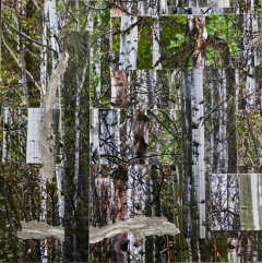 AWalkintheForest