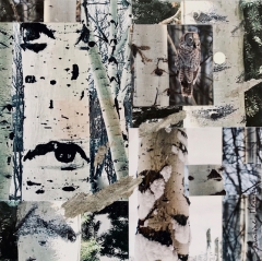 EyesintheForest
