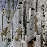 SnowonAspens