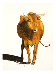 Cow Study