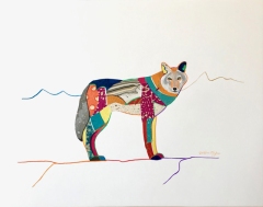 Coyote