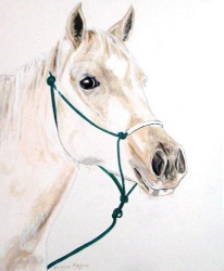 Palomino