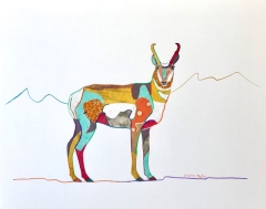 Pronghorn