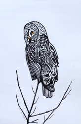 Great Grey Owl