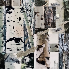 EyesintheForest