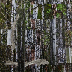 WalkintheForest