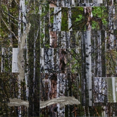 WalkintheForest