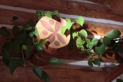 Log Ends