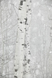 Aspen White