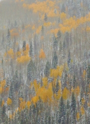 First Snow on Aspens