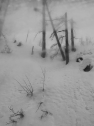 Fog