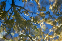 Aspens and Water