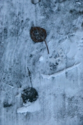 Frozen Tracks