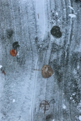 Frozen