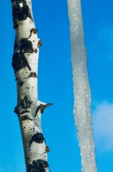 Aspen and Icicle