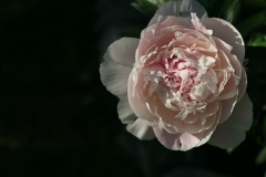 Peonie  3