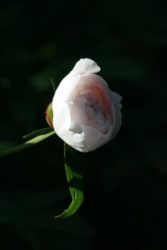 Peonie 2