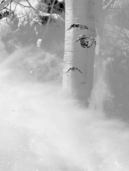 Lady of the Forest