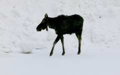 Moose-in-Winter