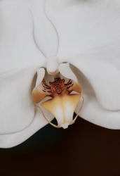 Orchid