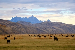 Pastures15