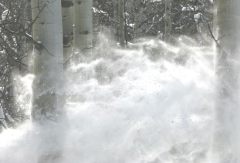 Snow Waves Among Aspens