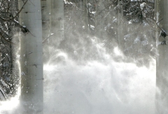 White Wave Among Aspens