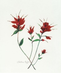 Indian-Paintbrush-1