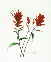 Indian-Paintbrush-2