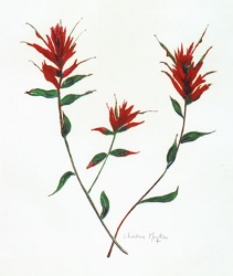 Indian-Paintbrush-3