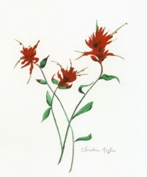 Indian Paintbrush 4